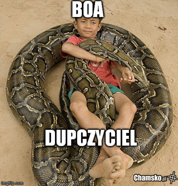 Wąż boa