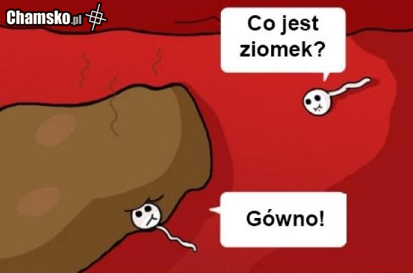 plemniki