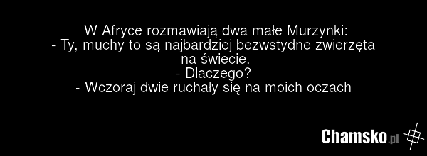 W Afryce rozmawiają dwa małe Murzynki: - Ty, muchy to są najbardziej bezwstydne zwierzęta na świecie. - Dlaczego? - Wczoraj dwie ruchały się na moich oczach