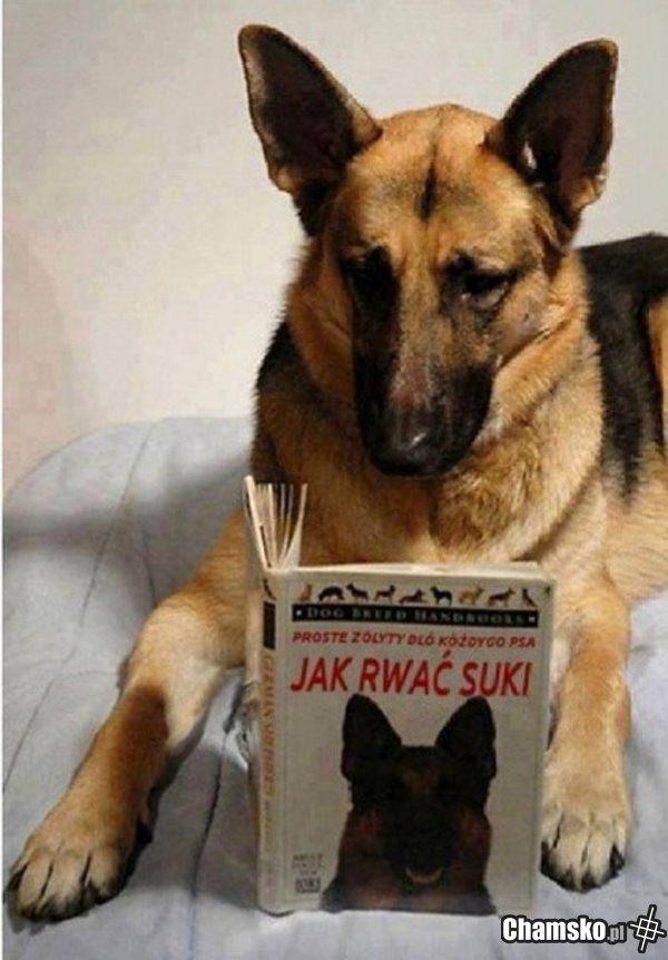 Jak rwać suki