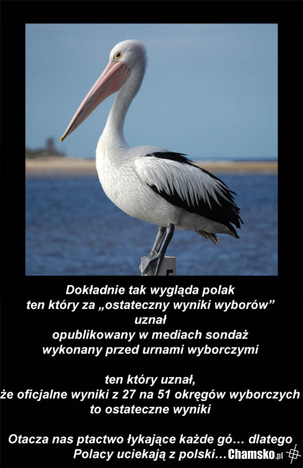 Polskie pelikany po wyborach