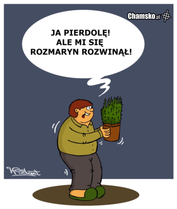 Rozmaryn