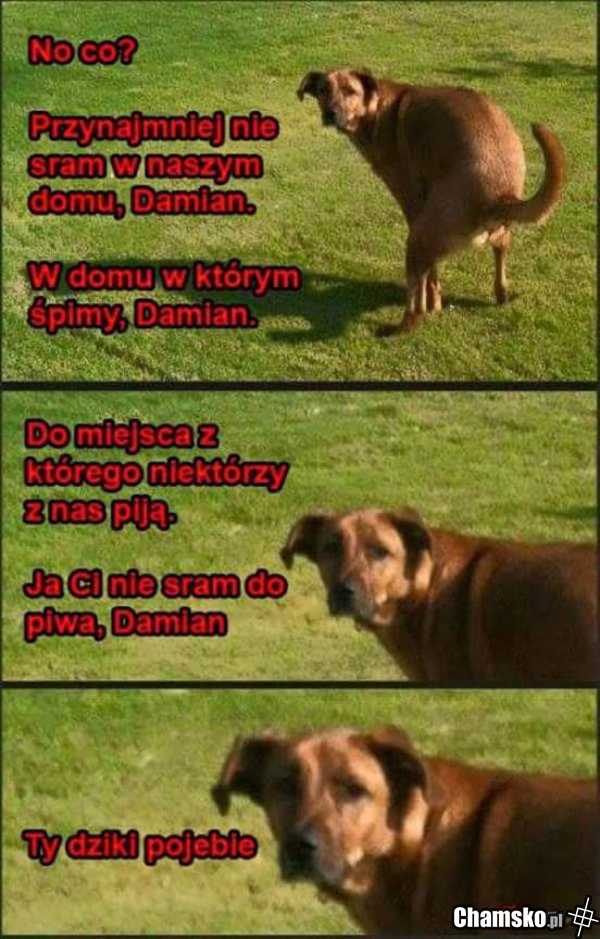 Sranie w domu