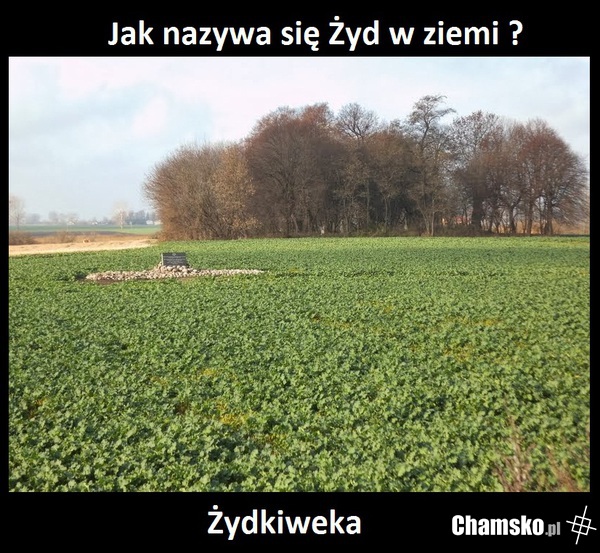 Rzodkiew