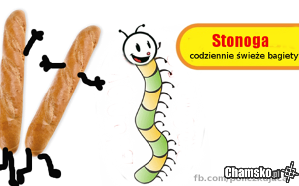 Stonoga