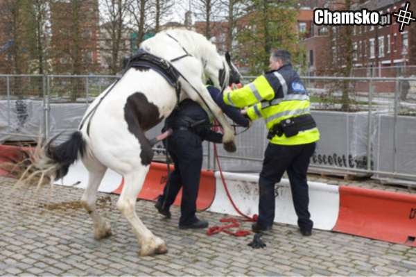 jebać policję