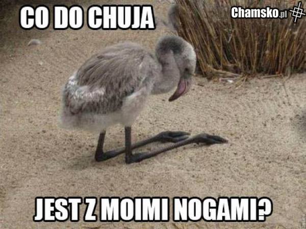 co do...