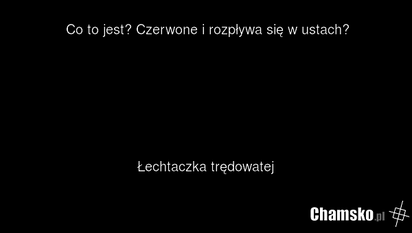 Co to jest? Czerwone i rozpływa się w ustach? Łechtaczka trędowatej