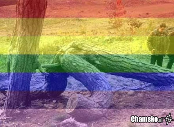 Homo drzewa