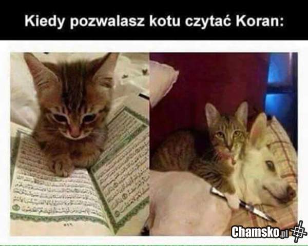 Koran & kot