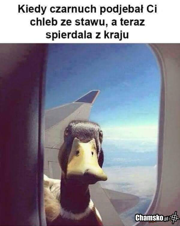Chleb ze stawu