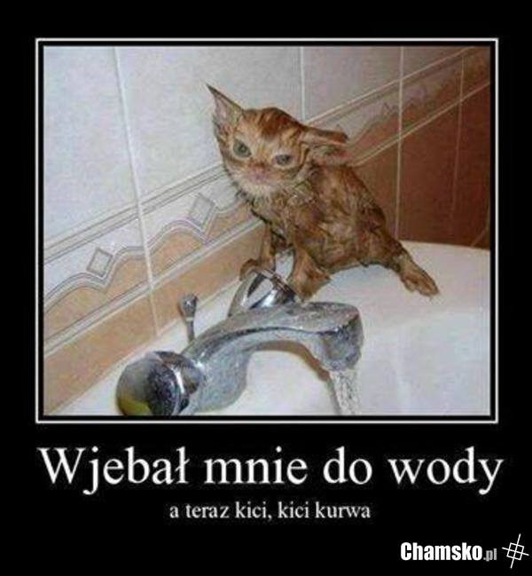 Kici kici!