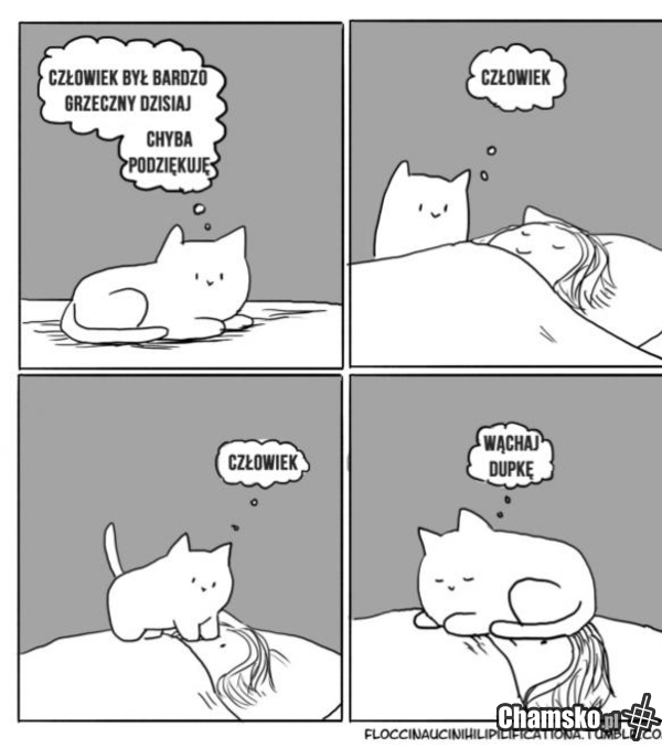 Kotek