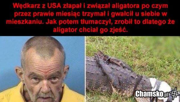 Biedny krokodyl
