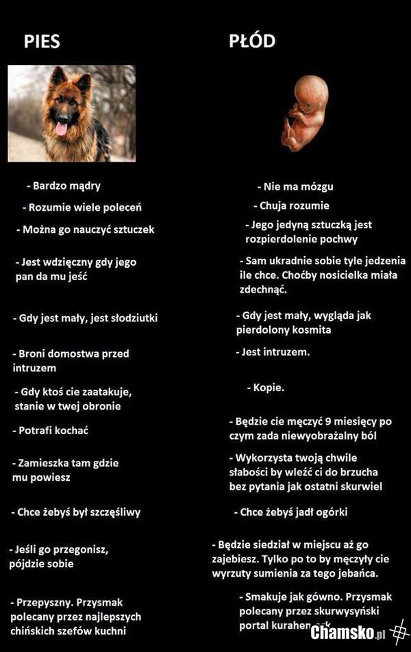 Płód a pies