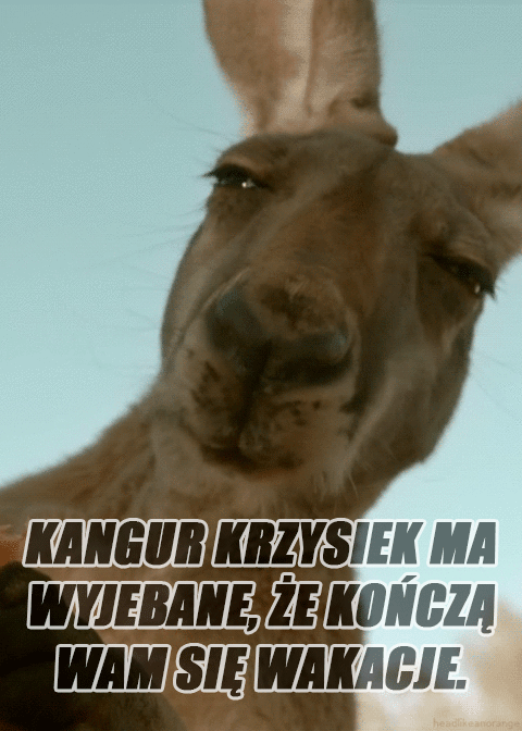 Kangur Krzysiek