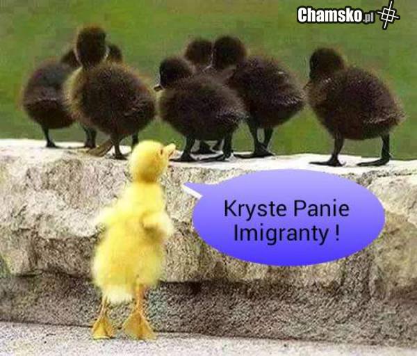 -EMIGRANCI.....