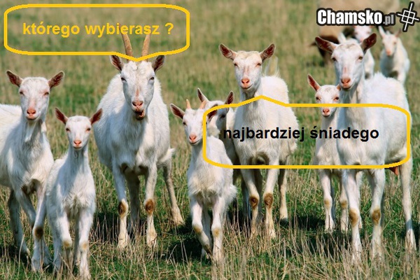 dziewczyny