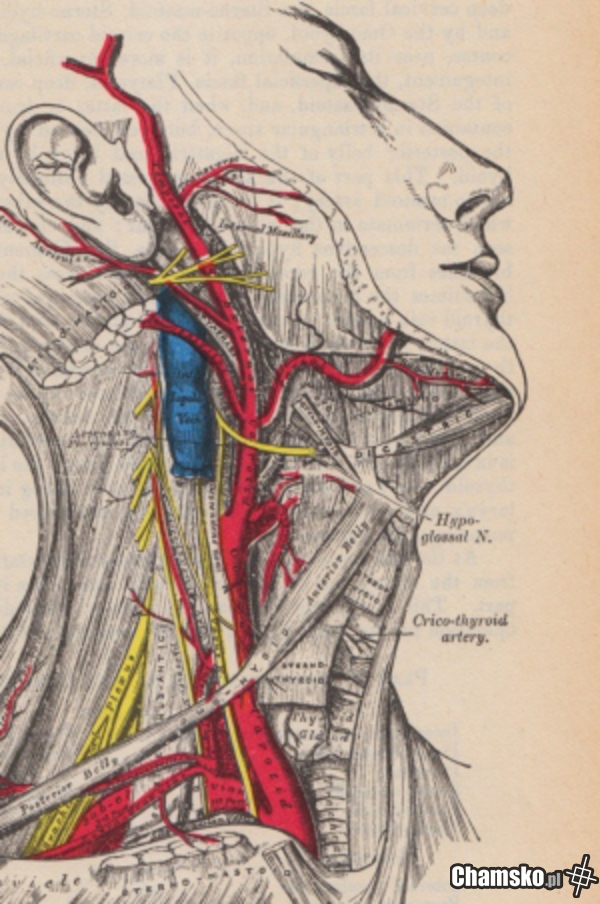 islamska lekcja anatomii