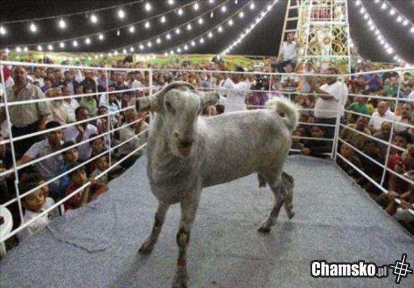 Muslim strip club