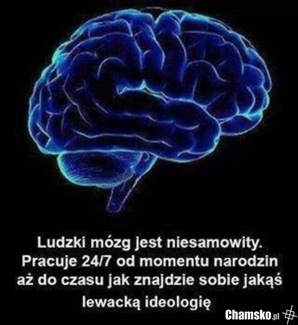Mózg