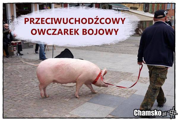 Przeciwuchodźcowy