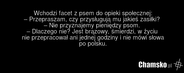 Wchodzi facet z psem do opieki społecznej: – Przepraszam, czy przysługują mu jakieś zasiłki? – Nie przyznajemy pieniędzy psom. – Dlaczego nie? Jest brązowy, śmierdzi, w życiu nie przepracował ani jednej godziny i nie mówi słowa po polsku.