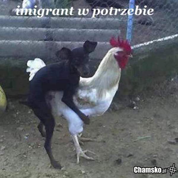 Ach Ci imigranci :)