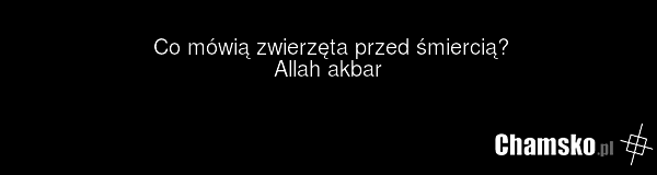 Co mówią zwierzęta przed śmiercią? Allah akbar