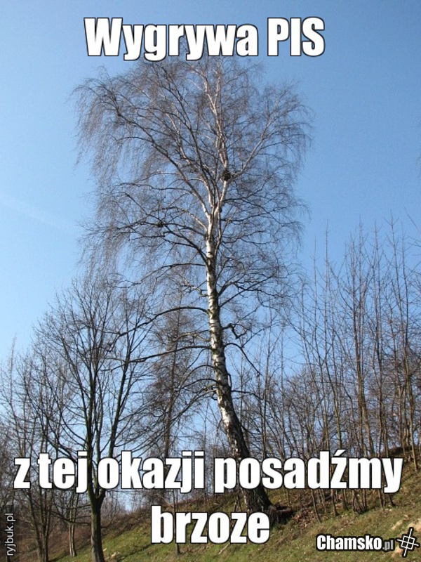 wygrali:(