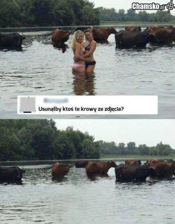 Krowy