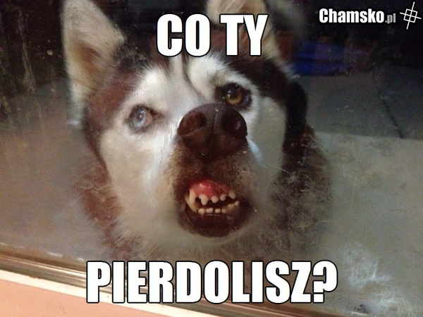 Pies