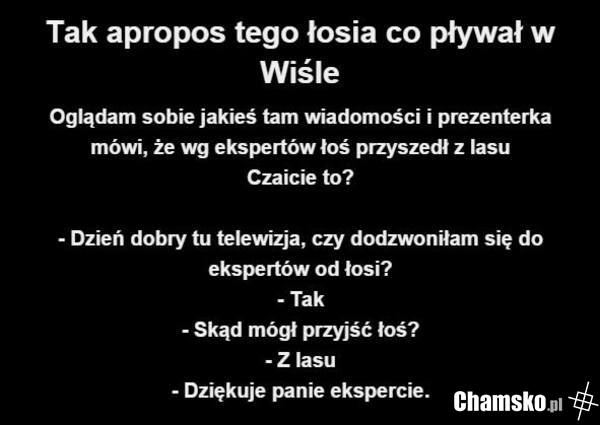 łoś