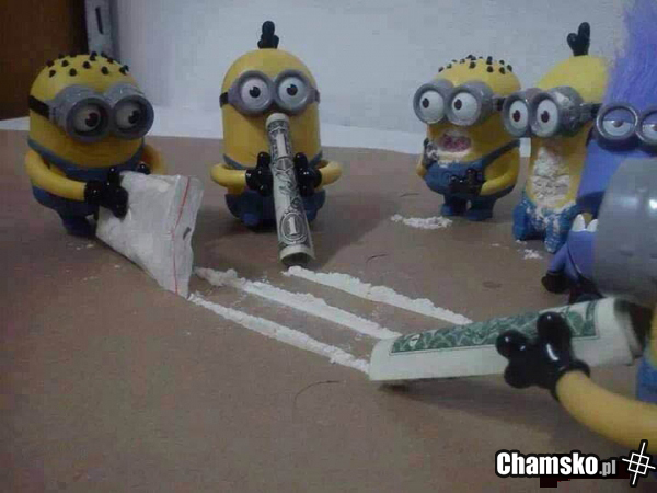 Minionki szaleją