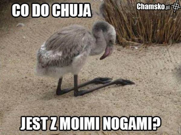 nogi