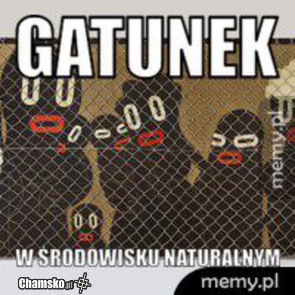 taki już gatunek