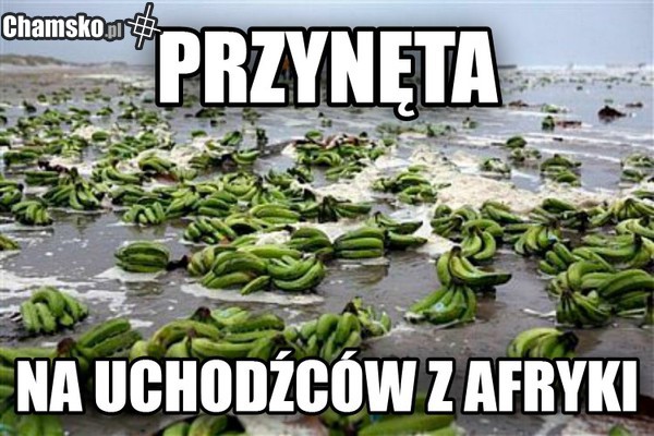 przynęta