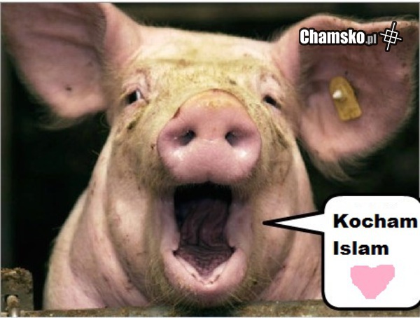 Świnka kocha islam