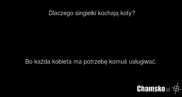 Dlaczego singielki kochają koty? Bo każda kobieta ma potrzebę komuś usługiwać.