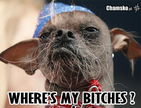Where's my bitches