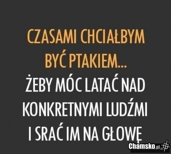 Być ptakiem