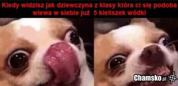 Kielich wódki