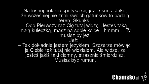 Na leśnej polanie spotyka się jeż i skuns. Jako, że wcześniej nie znali swoich gatunków to badają teren. Skunks: – Ooo Pierwszy raz Cię tutaj widzę. Jesteś taką małą kuleczką, masz na sobie kolce…hmmm… Ty musisz by jeż. Jeż: – Tak dokładnie jestem jeżykiem. Szczerze mówiąc ja Ciebie też tutaj nie w…