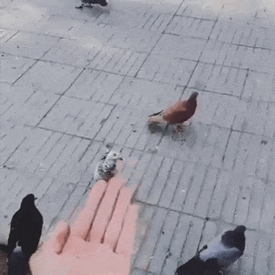 Gdy masz już pidgeya
