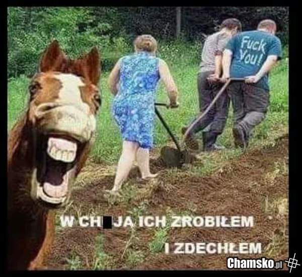 Mądry koń