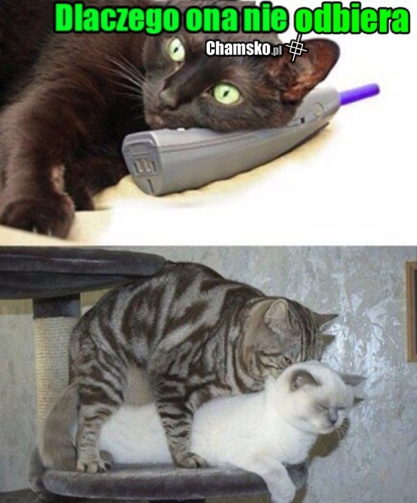 Czemu?
