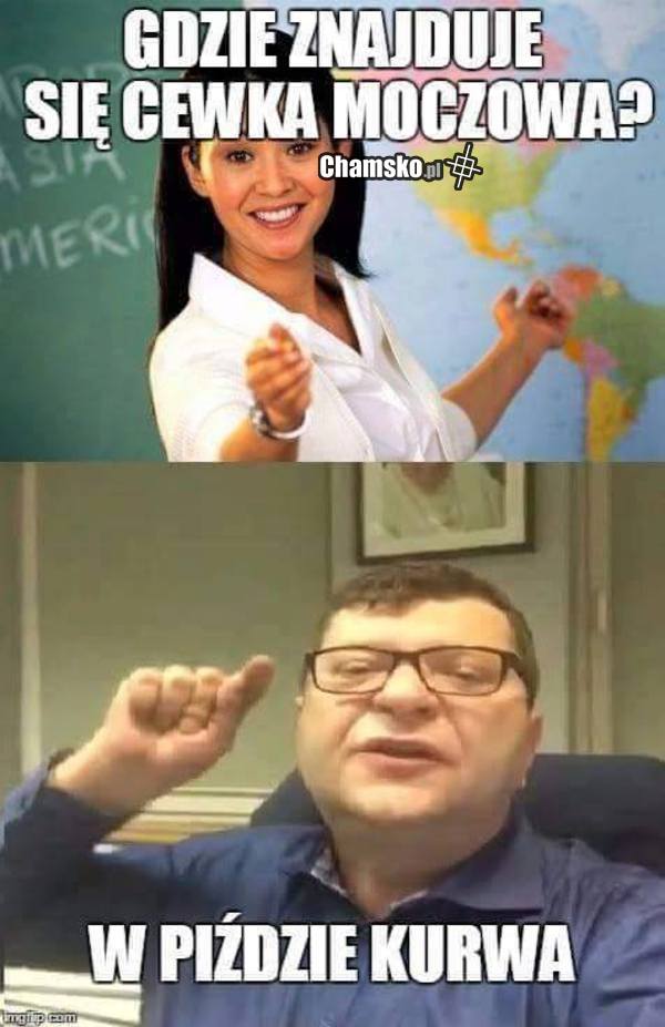 Stonoga