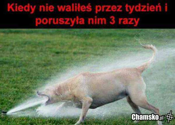 Dobra pśinka