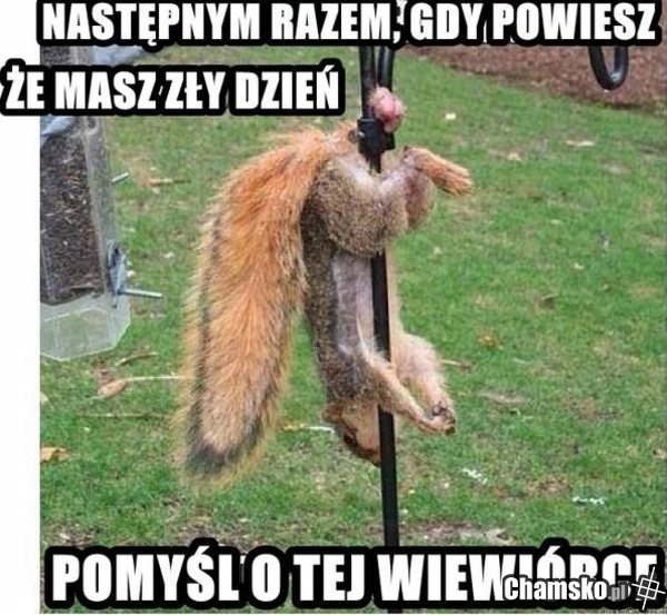 PluszowyMis_TO_HUJ