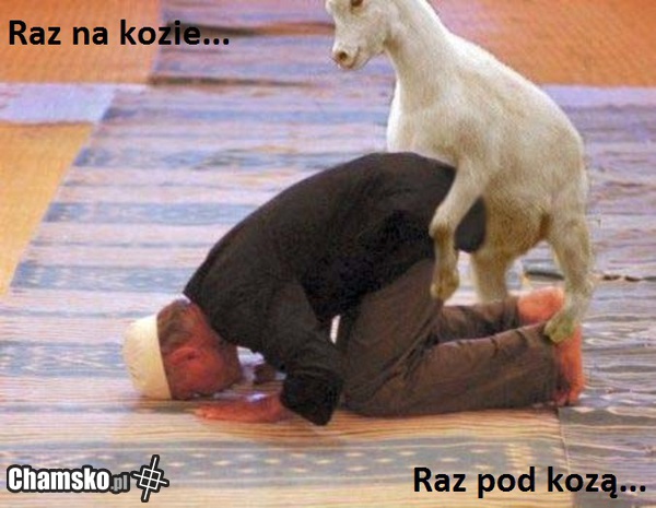 ciapak i koza